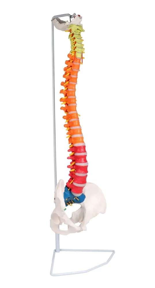 Flexible Wirbelsäule, didaktisch