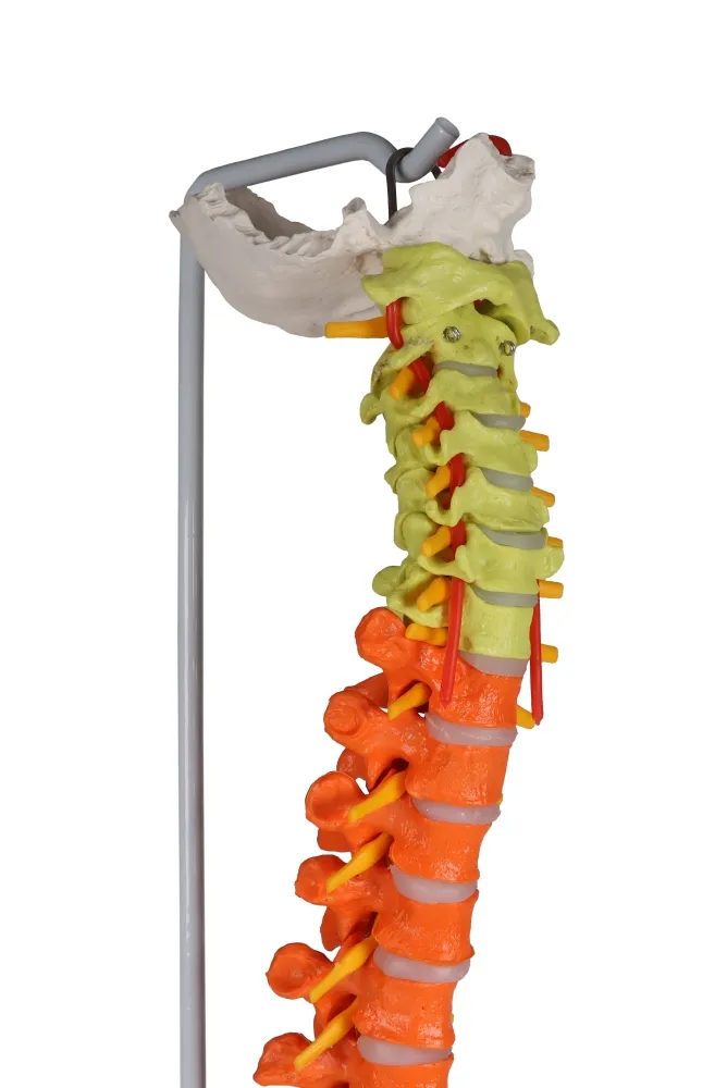 Flexible Wirbelsäule, didaktisch