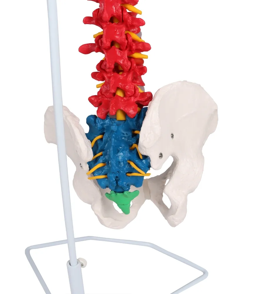 Flexible Wirbelsäule, didaktisch
