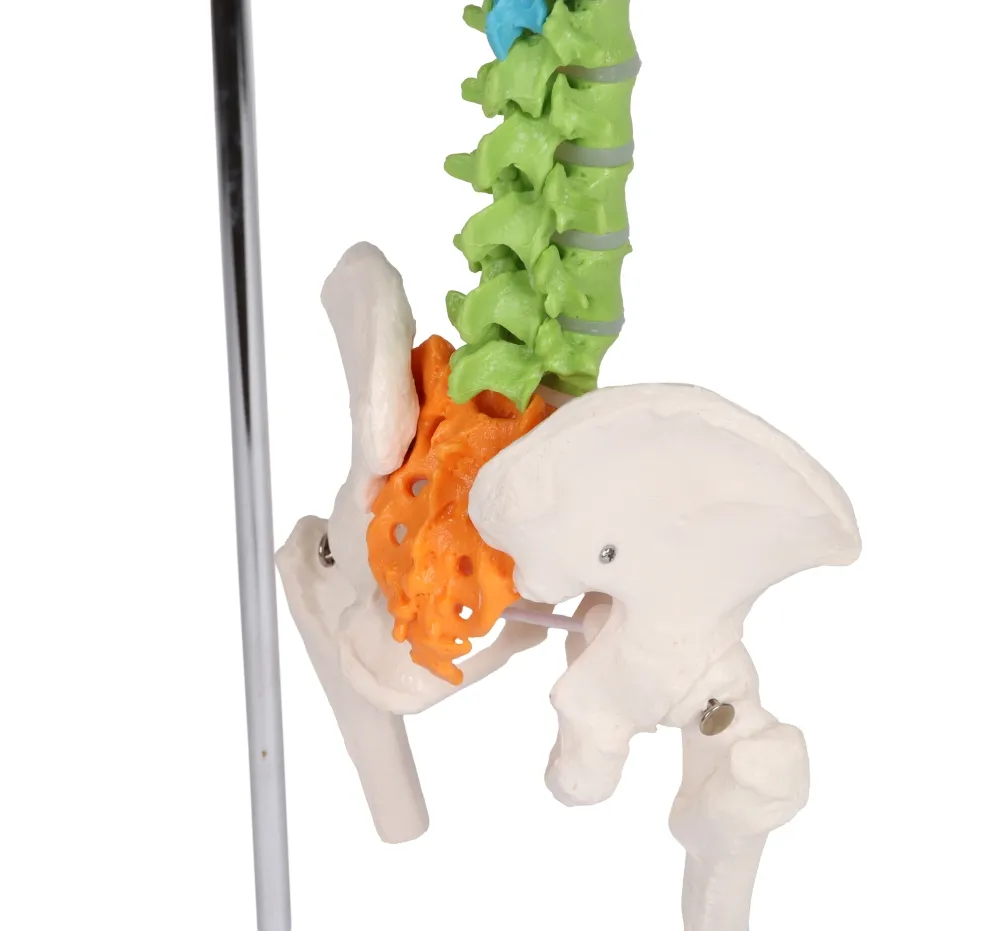Flexible Miniaturwirbelsäule, didaktisch