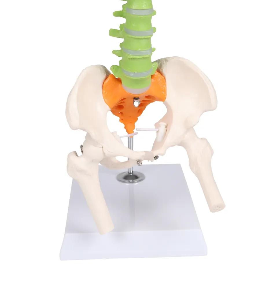 Flexible Miniaturwirbelsäule, didaktisch