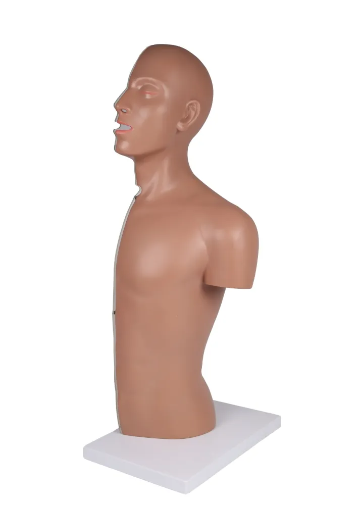 NG & Tracheostomie Torso, lebensgross