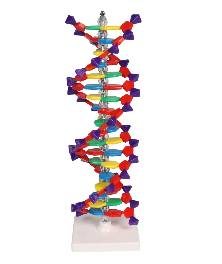 DNA Doppelhelix