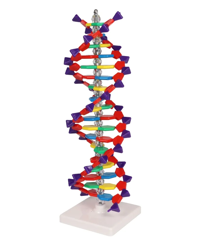 DNA Doppelhelix
