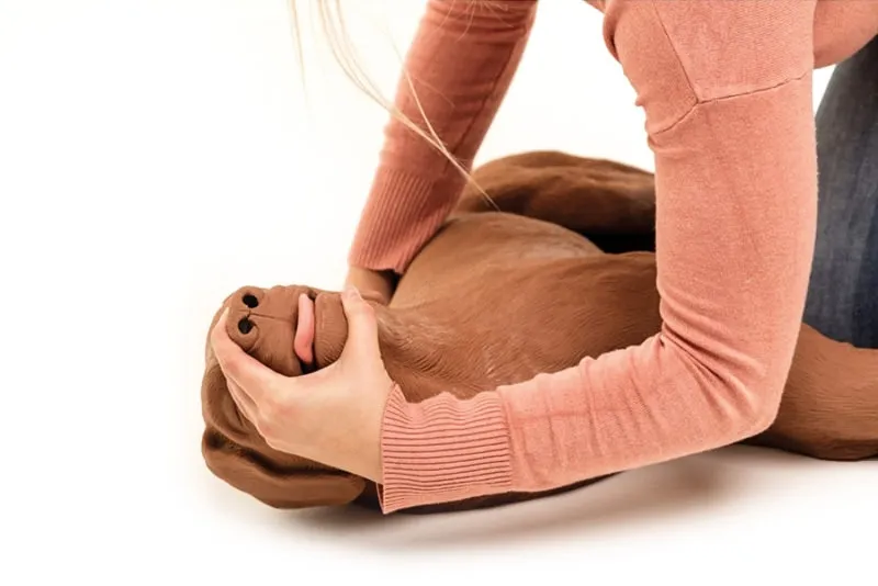 HLW Übungshund CasPeR