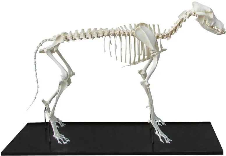 Hundeskelett, montiert, grosser Hund