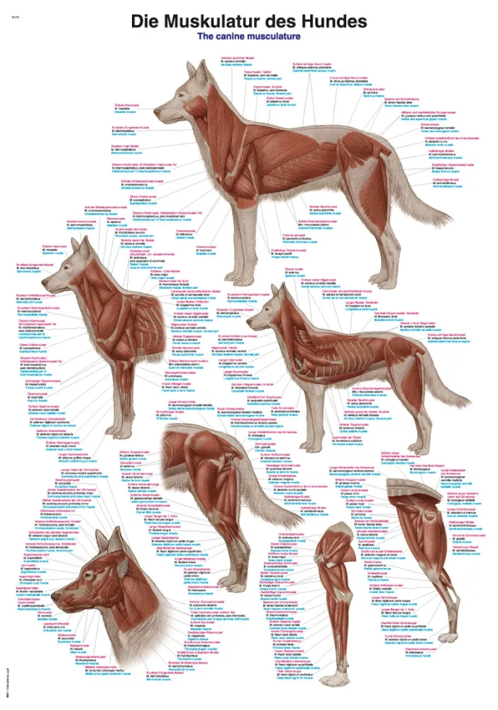 Lehrtafel &quote;Die Muskulatur des Hundes&quote;, 50x70cm