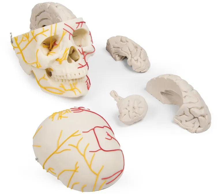 Neurovasculärer Schädel mit Gehirn