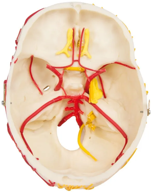 Neurovasculärer Schädel mit Gehirn