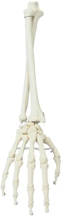 Hand mit Unterarm