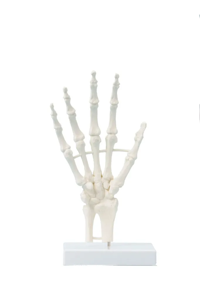 Handskelett
