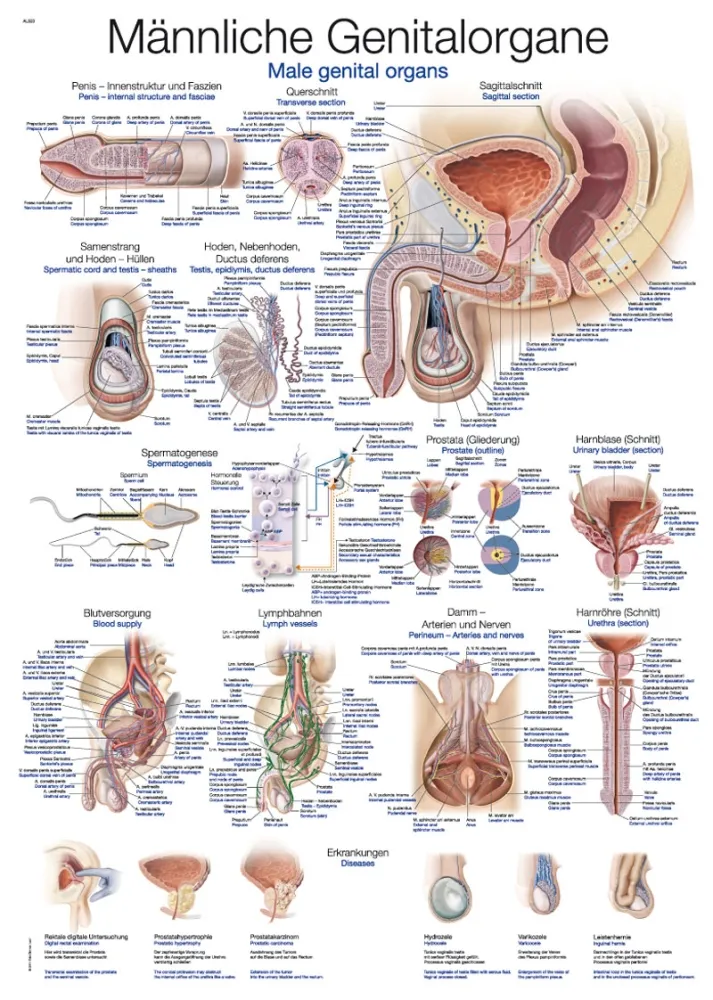 Lehrtafel &quote;Männliche Genitalorgane&quote;, 70x100cm