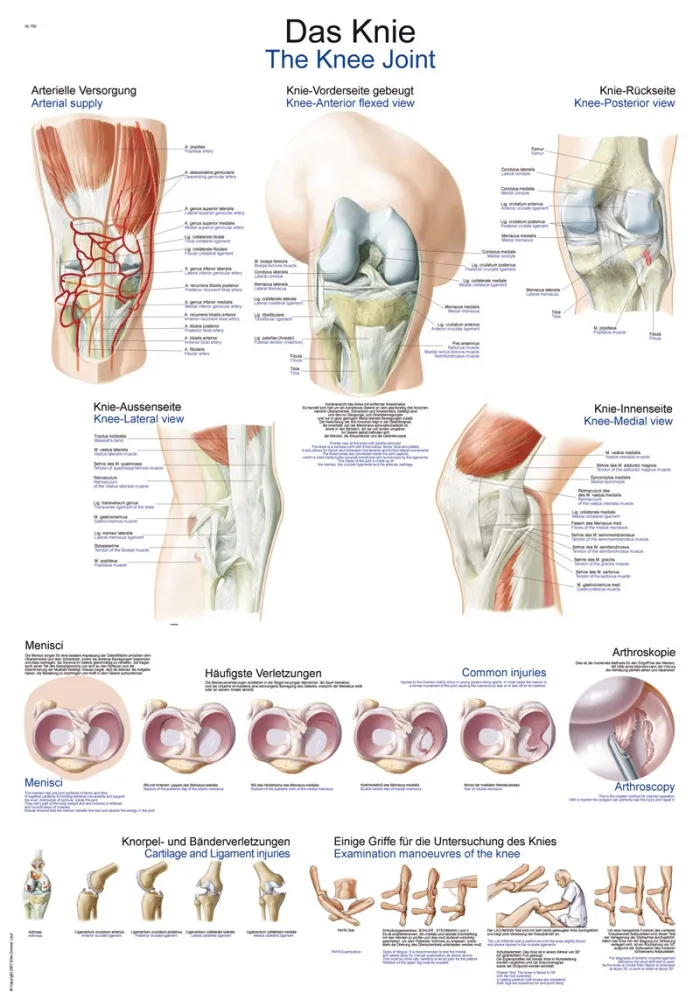 Lehrtafel &quote;Das Knie&quote;, 70x100cm