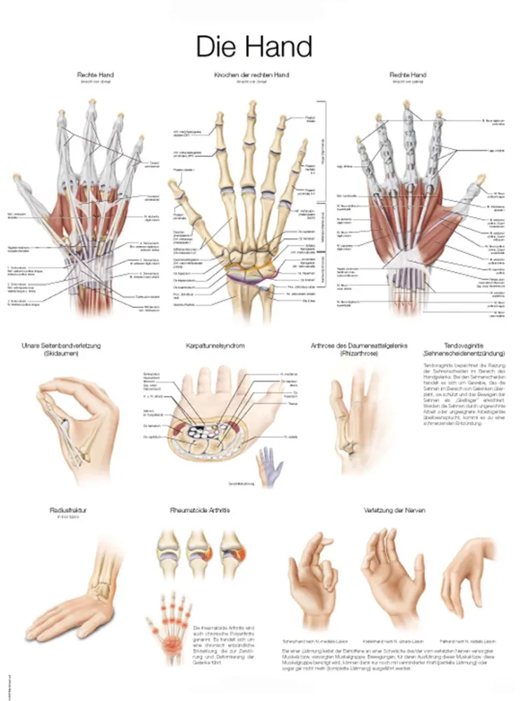 Lehrtafel &quote;Die Hand&quote;, 50x70cm