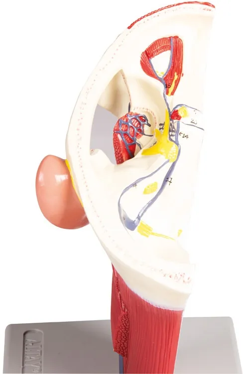 Venen des Kopfes - Anatomisches Modell