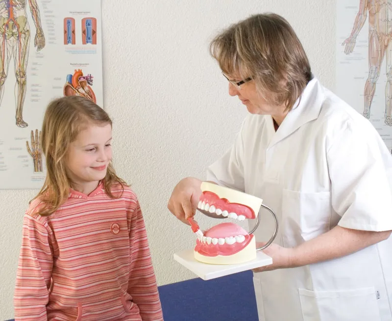 Zahnpflegemodell, 3-fache Grösse