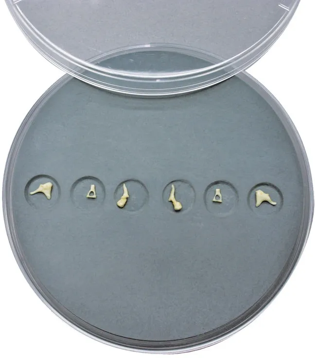 Ohrknöchelchen-Set