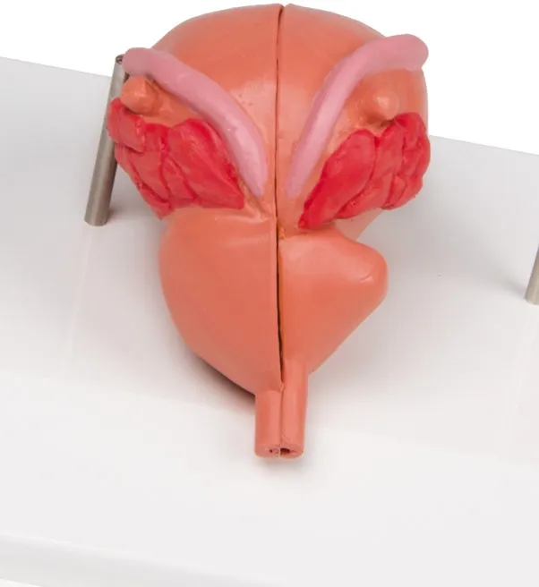 Prostata Modell, 2-teilig