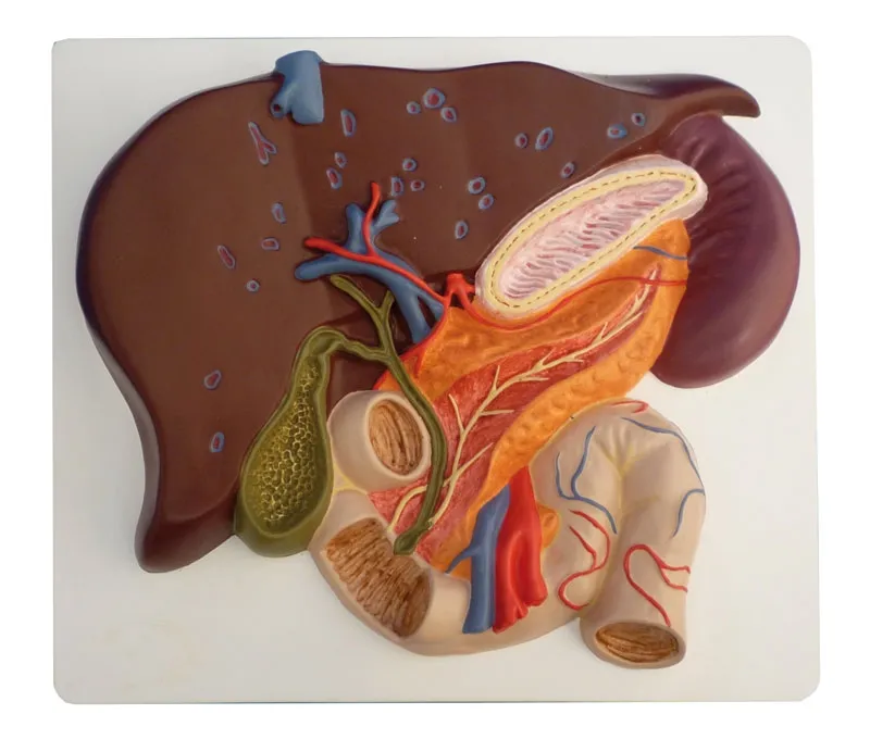 Leber mit Gallenblase, Pankreas und Duodenum - Modell