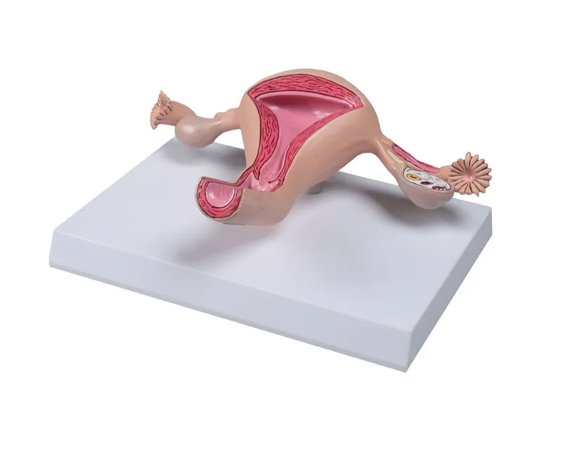 Uterusmodell
