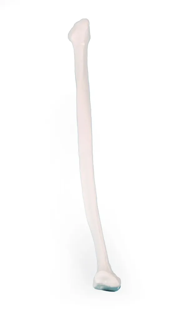 Fibula (Wadenbein) Modell