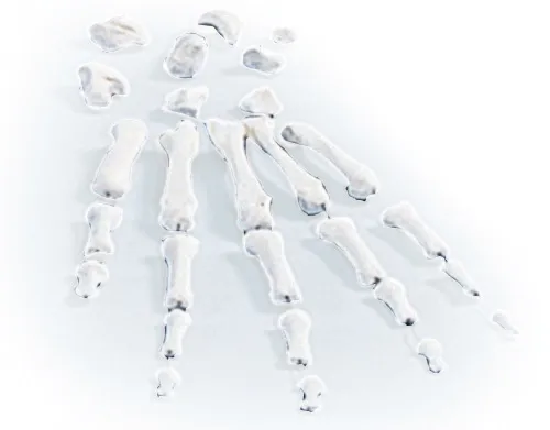 Handknochen, unmontiert