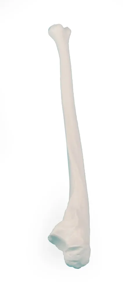 Ulna (Elle) Modell