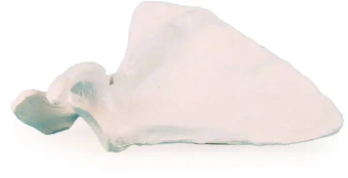 Scapula (Schulterblatt) Modell