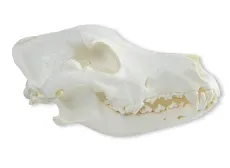 Schädel Haushund (Dogge)