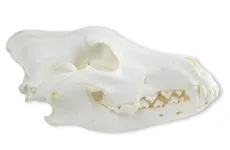 Schädel Wolf (Alaska Wolf)