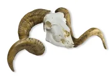 Schädel und Hörner Merinoschafbock