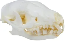 Schädel Igel