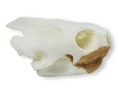 Schädel Schildkröte