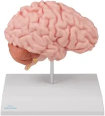 Anatomische Gehirnhälfte-Modell