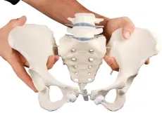 Weibliches Beckenmodell mit 2 Lendenwirbeln, flexibel