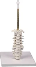 Schädelmodell, 3-teilig mit Schädelstativ Halswirbelsäule