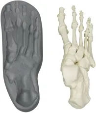 Magnetischer menschlicher Fuss, rechts