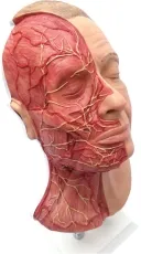 Kopf für Gesichtsinjektionen mit Muskeln, Arterien und Nerven
