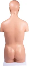 Torso, geschlechtslos, 12 Teile