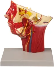 Arterien des Kopfes