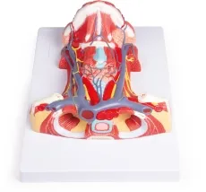 Hals-Anatomie