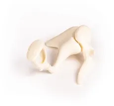 Gehörknöchelchen, 3fache Lebensgrösse