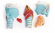 Kehlkopfmodell, 2-fache Grösse, 5-teilig