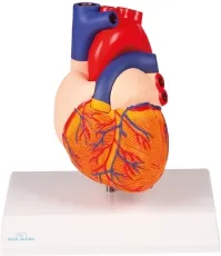 Herzmodell, natürliche Grösse, 2 Teile - EZ Augmented Anatomy