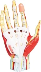 Anatomie der Hand, 7-teilig