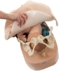 Modellset abdominale Palpation