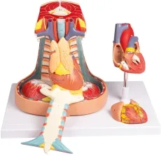 Mediastinum, natürliche Größe