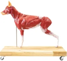 Hunde Modell (Schäferhund), 11-teilig, 2/3 natürliche Grösse