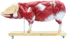 Didaktisches Schweinemodell, 20-teilig, 1/2 natürliche Grösse