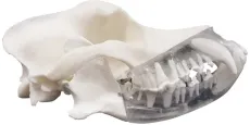 Zahntechnikmodell Hund